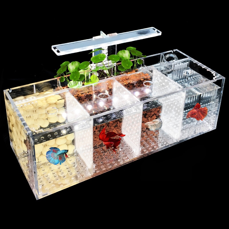 Mini Fish Tank Aquarium Tank Home Decor Boîte d'incubateur